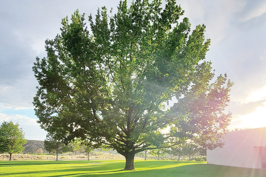 Standing tall and strong in late afternoon light, is the English Oak tree Bill Hatch donated to SJC 29 years ago. The tree is located next to the Henderson Fine Arts Center.