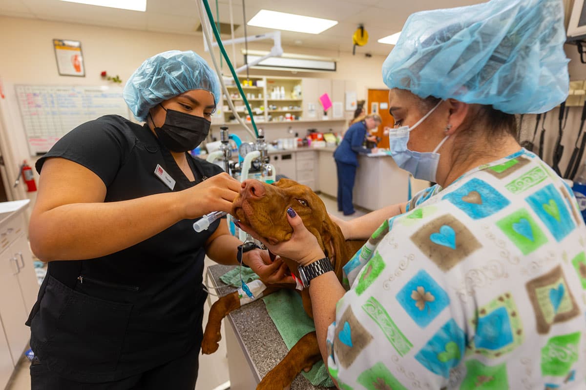 Veterinary students working on a dog during clinicals